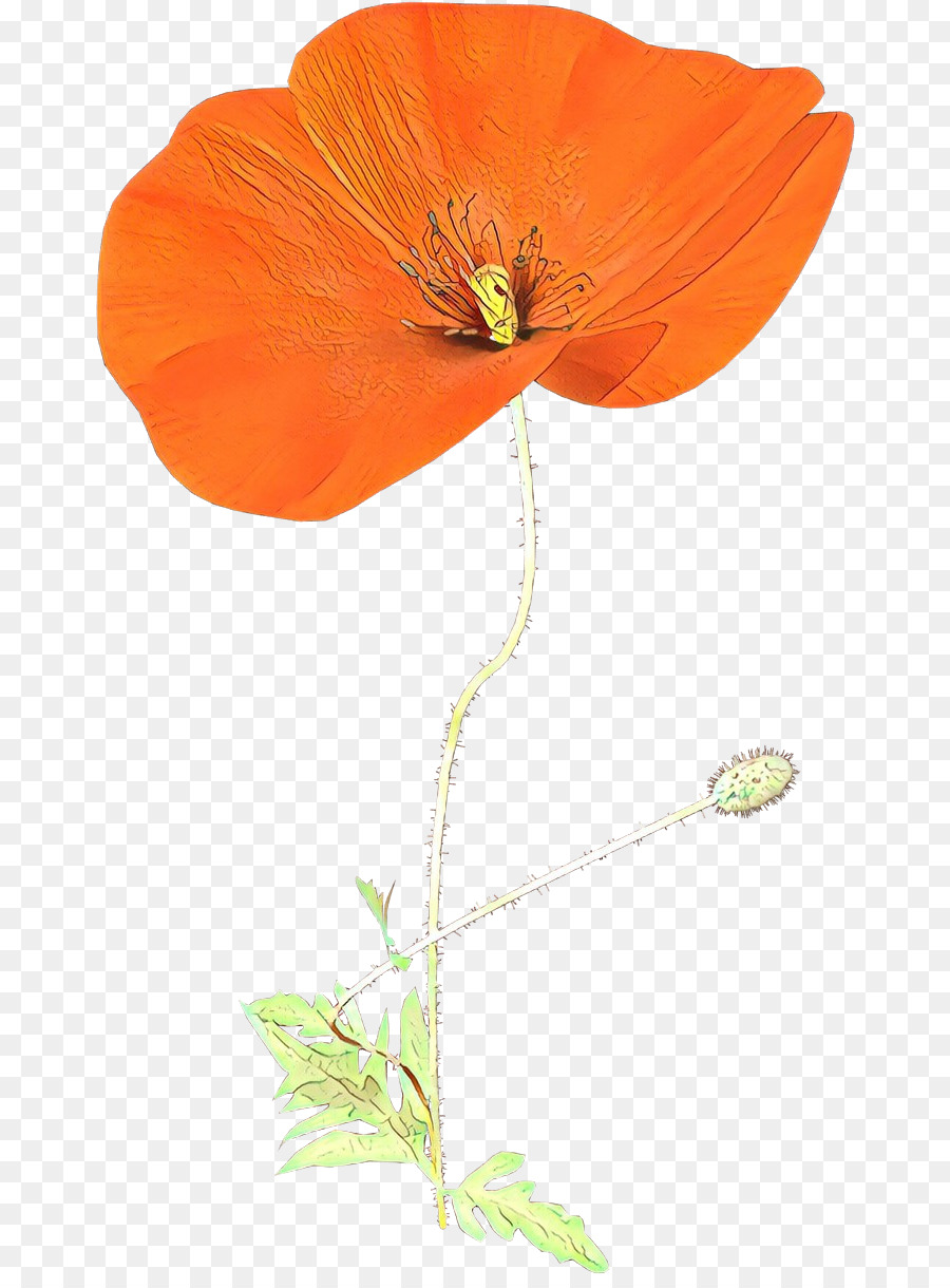 ดอกไม้，Eschscholzia Californica PNG