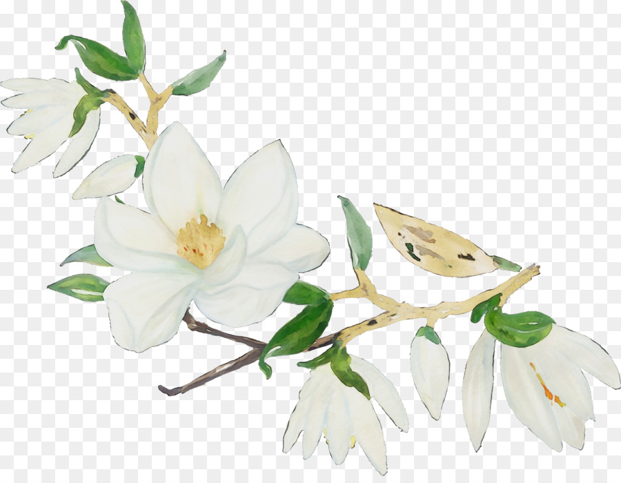 ดอกไม้，สีขาว PNG