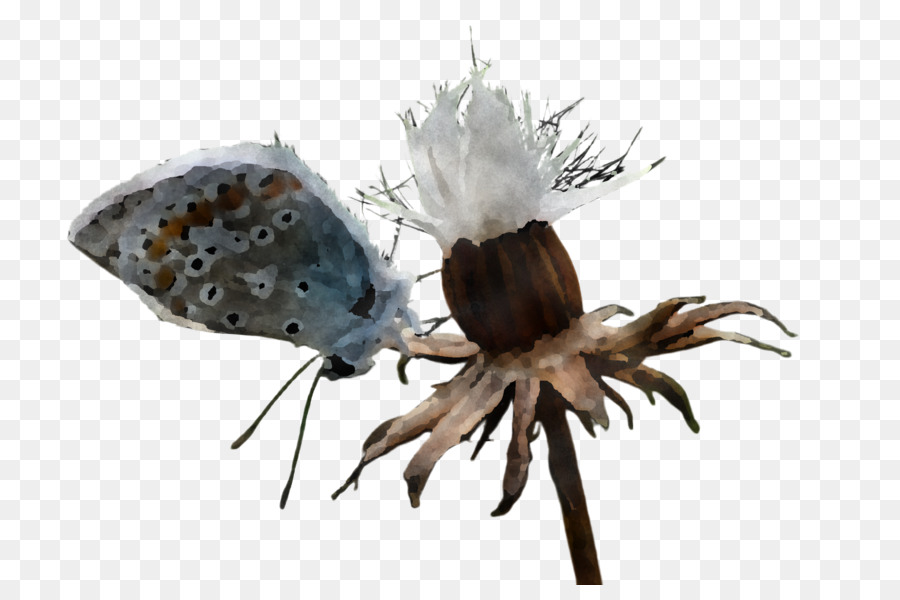สีขาว，แม้แต่งานบี้แมลงวั PNG
