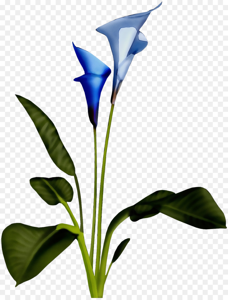 Calla Lilies，ออกจาก PNG