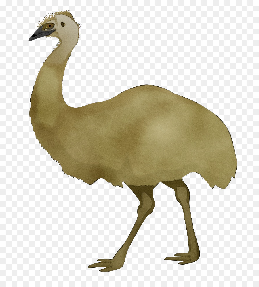 Flightless นก，นก PNG