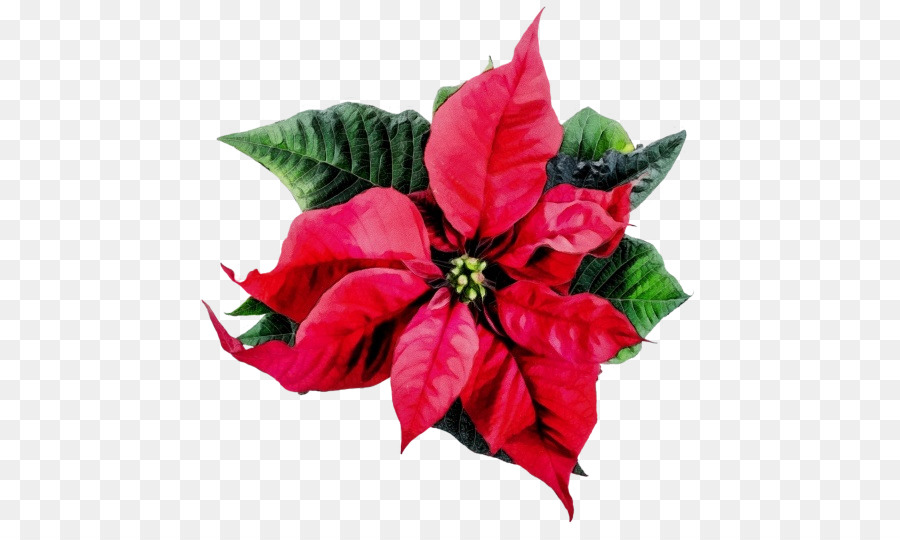 Poinsettia สีแดง，คริสต์มาส PNG