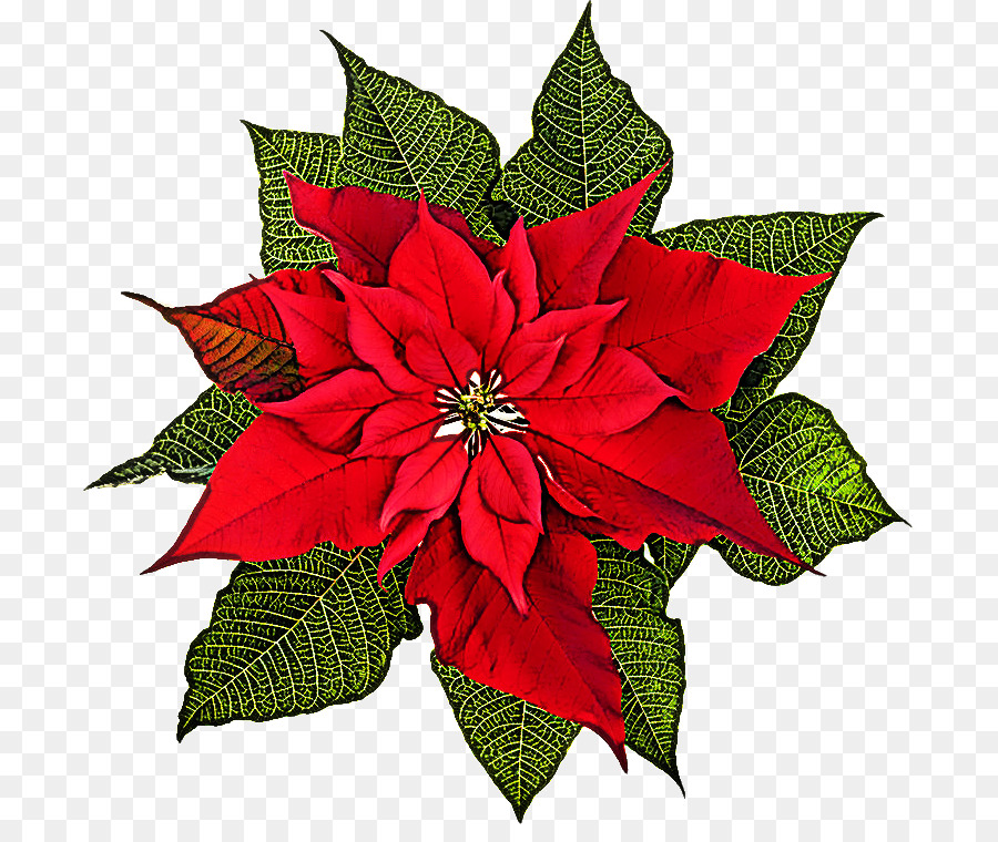 Poinsettia สีแดง，คริสต์มาส PNG