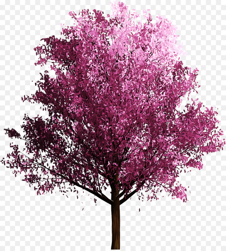 ต้นไม้，สีชมพู PNG