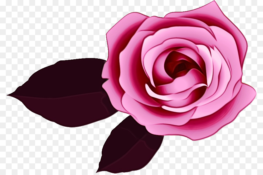 สวนดอกกุหลาบ，สีชมพู PNG