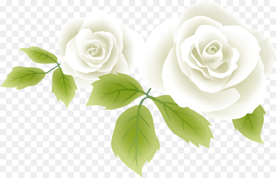 สีขาว，ดอกไม้ PNG