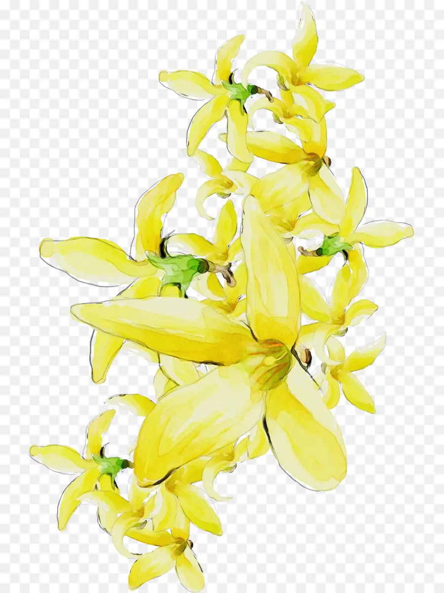ดอกไม้，สีเหลือง PNG