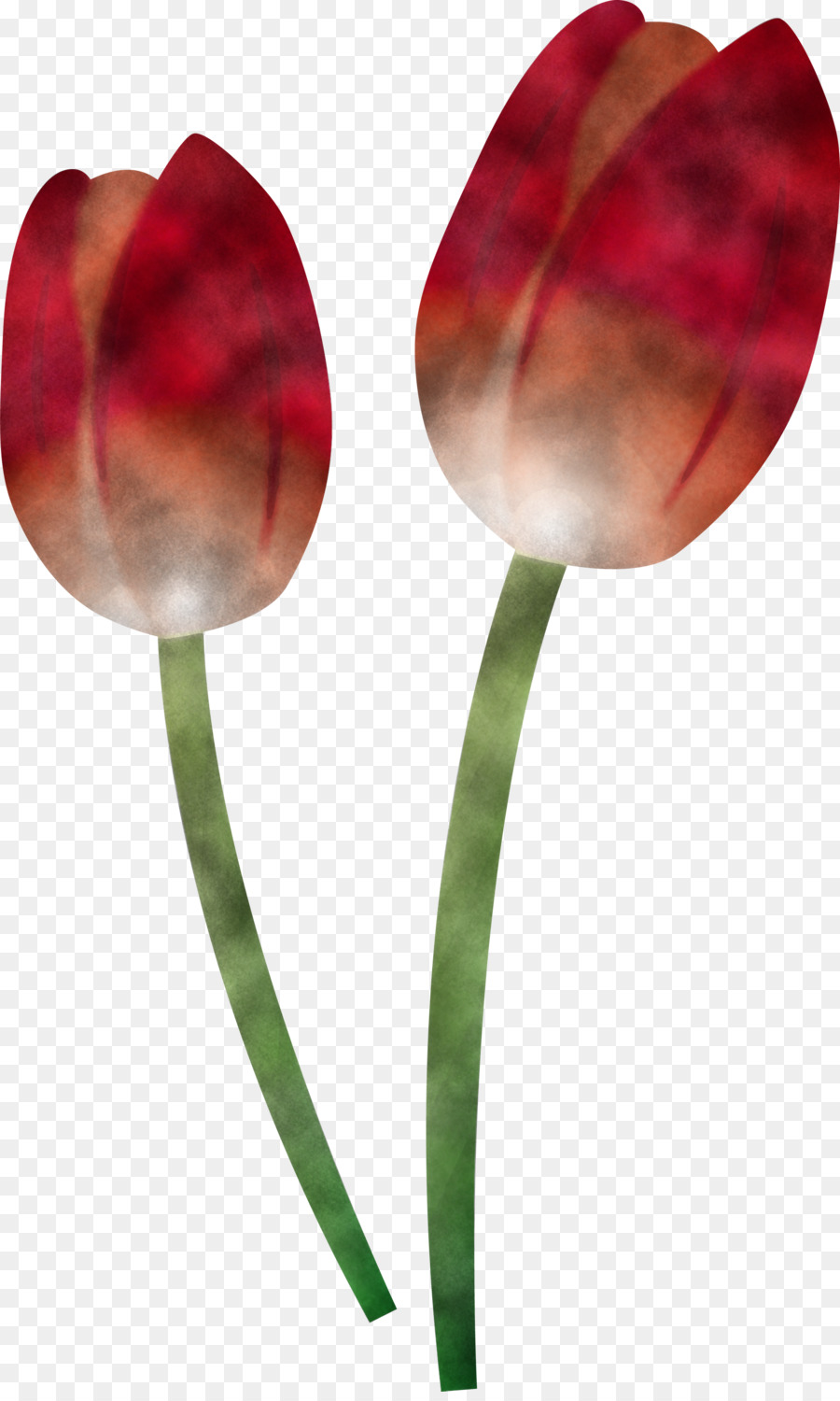 ทิวลิป，ดอกไม้ PNG