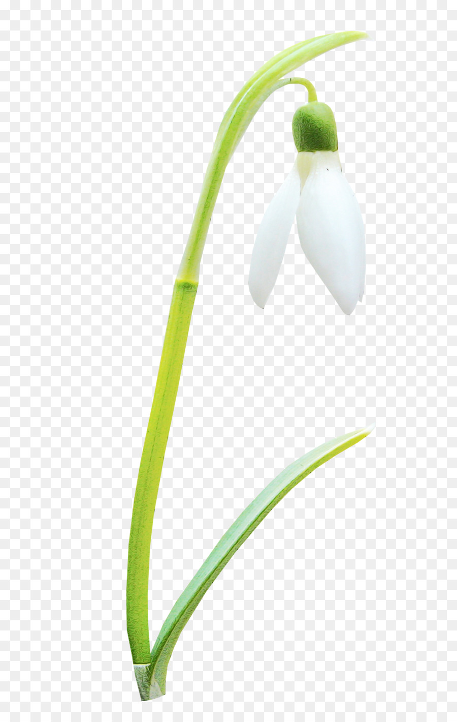 วิง，Galanthus PNG