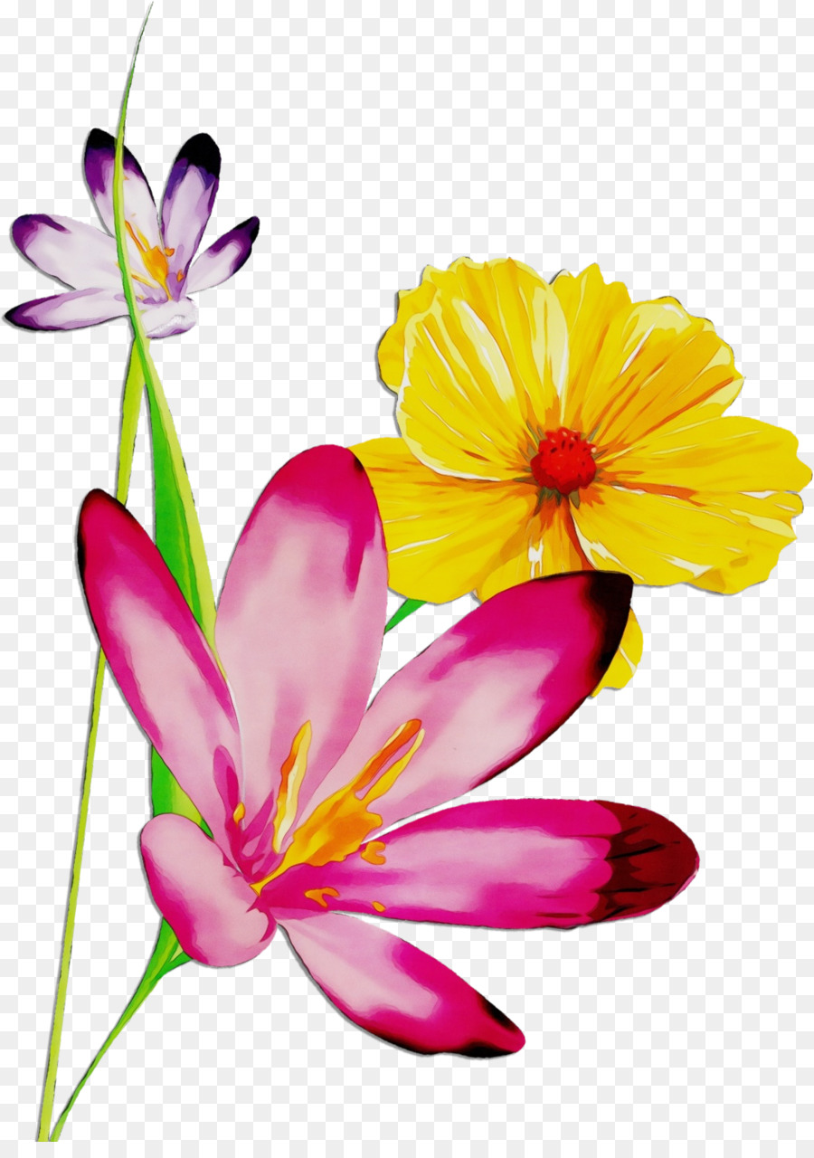 ดอกไม้，กลีบ PNG
