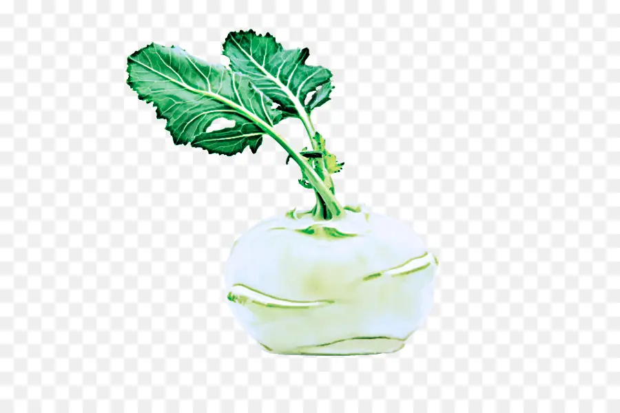 Kohlrabi，ผัก PNG