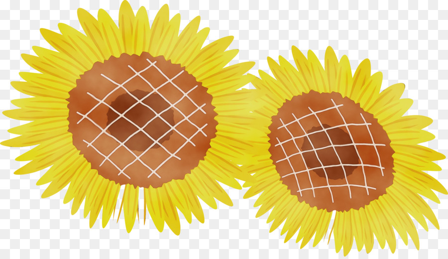 Sunflower เมล็ดพันธ์，สีเหลือง PNG