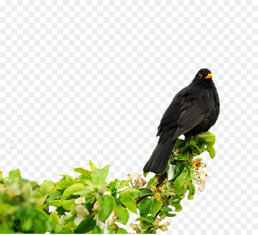 เหมือนกัน Myna，Cuckoos PNG