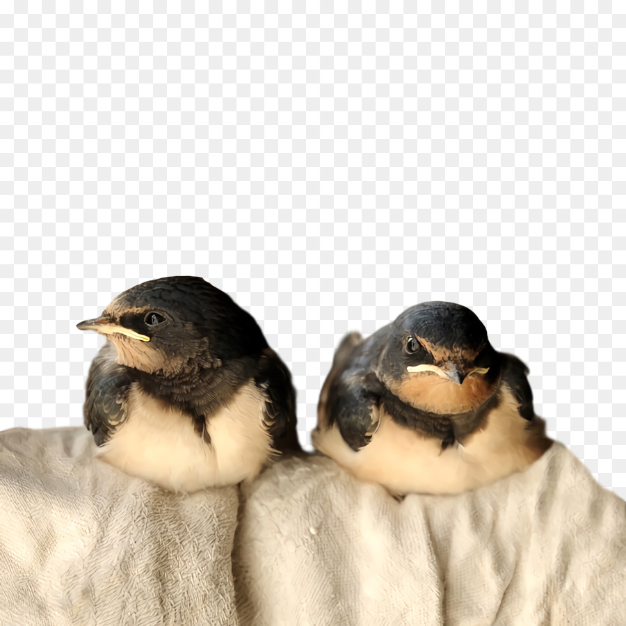 นก，Sreakthroated Swallow PNG