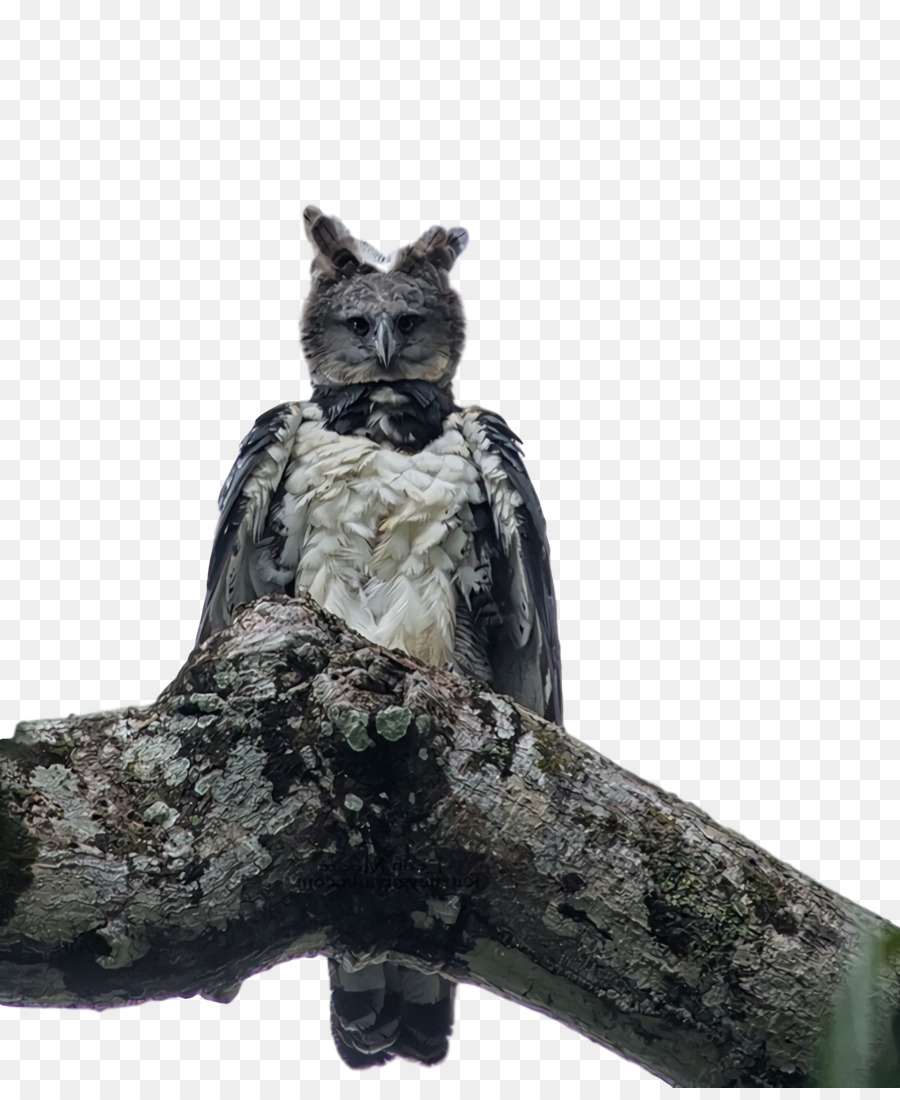 Harpy Eagle，ต้นไม้ PNG