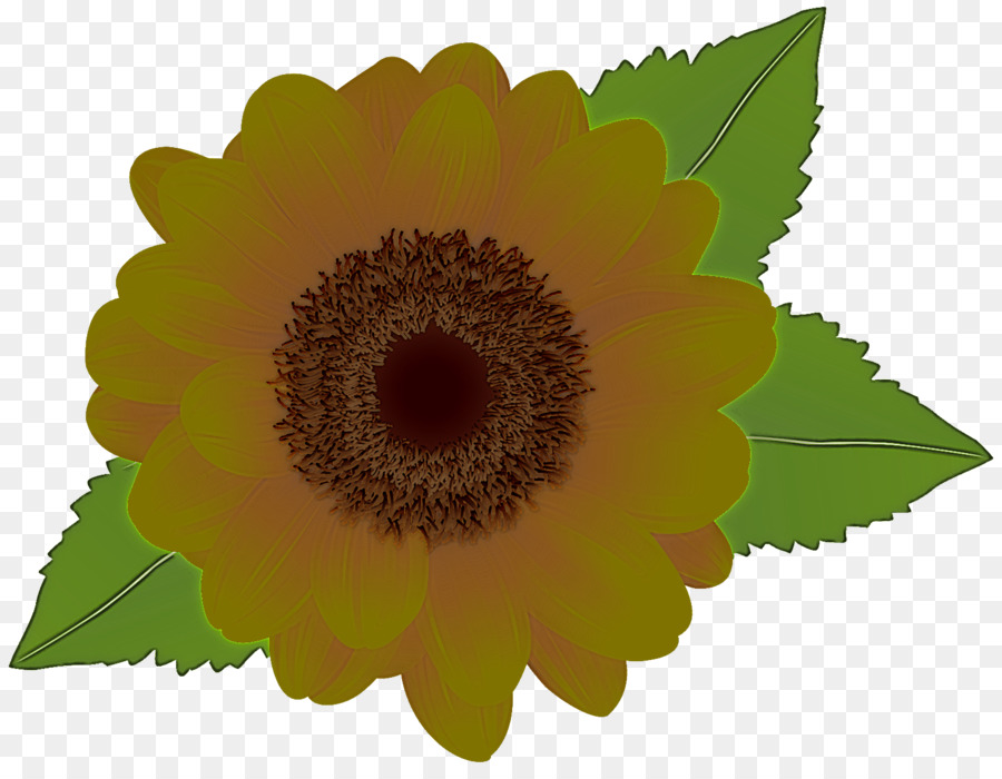 Sunflower เมล็ดพันธ์，เหมือนปุ่ม PNG