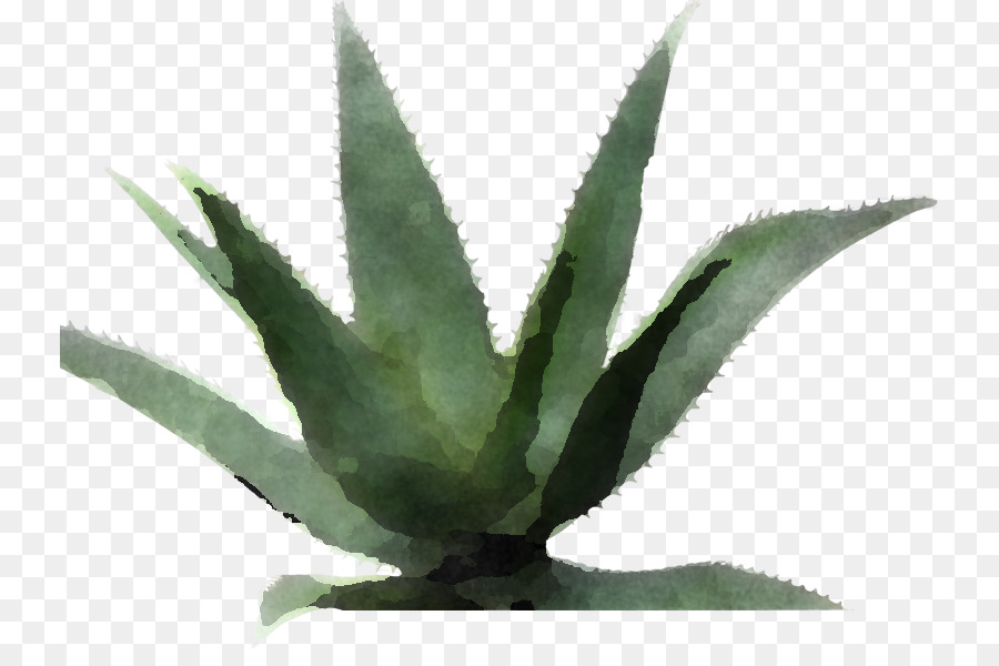 Agave Tequilana，Agave Azul PNG