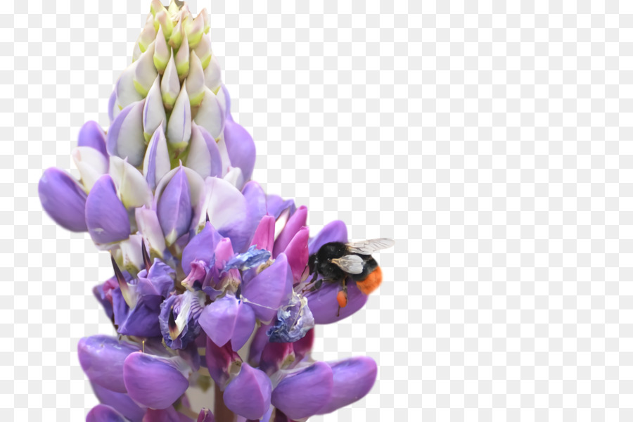 Bluebonnet，Tarwi PNG