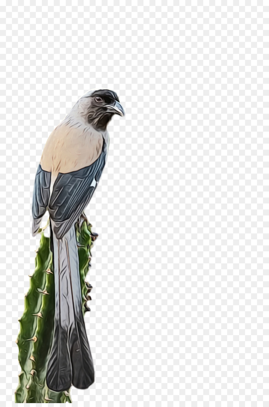 ปาก，Cuckoos PNG