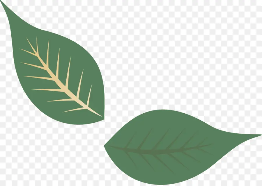 ใบไม้ติด，สีเขียว PNG