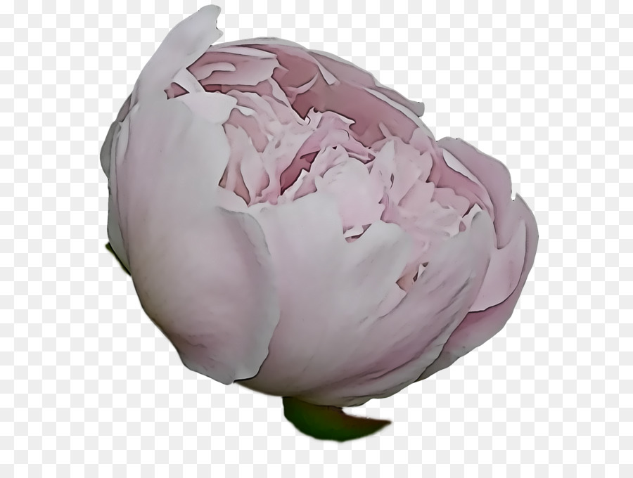 Cabbage โรส，สอนจัดดอกไม้เด็กๆเขาออกแบบ PNG