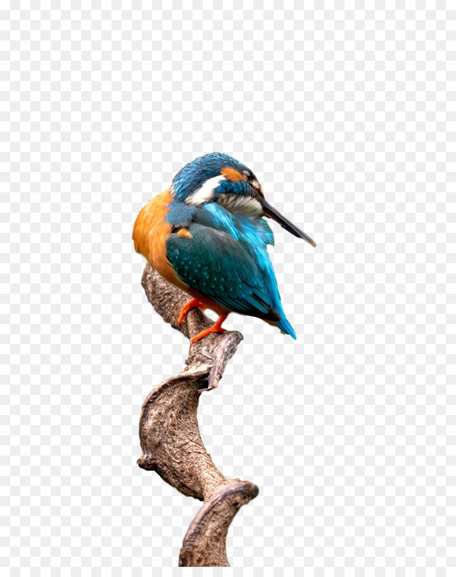 Coraciiformes，มาคอ PNG