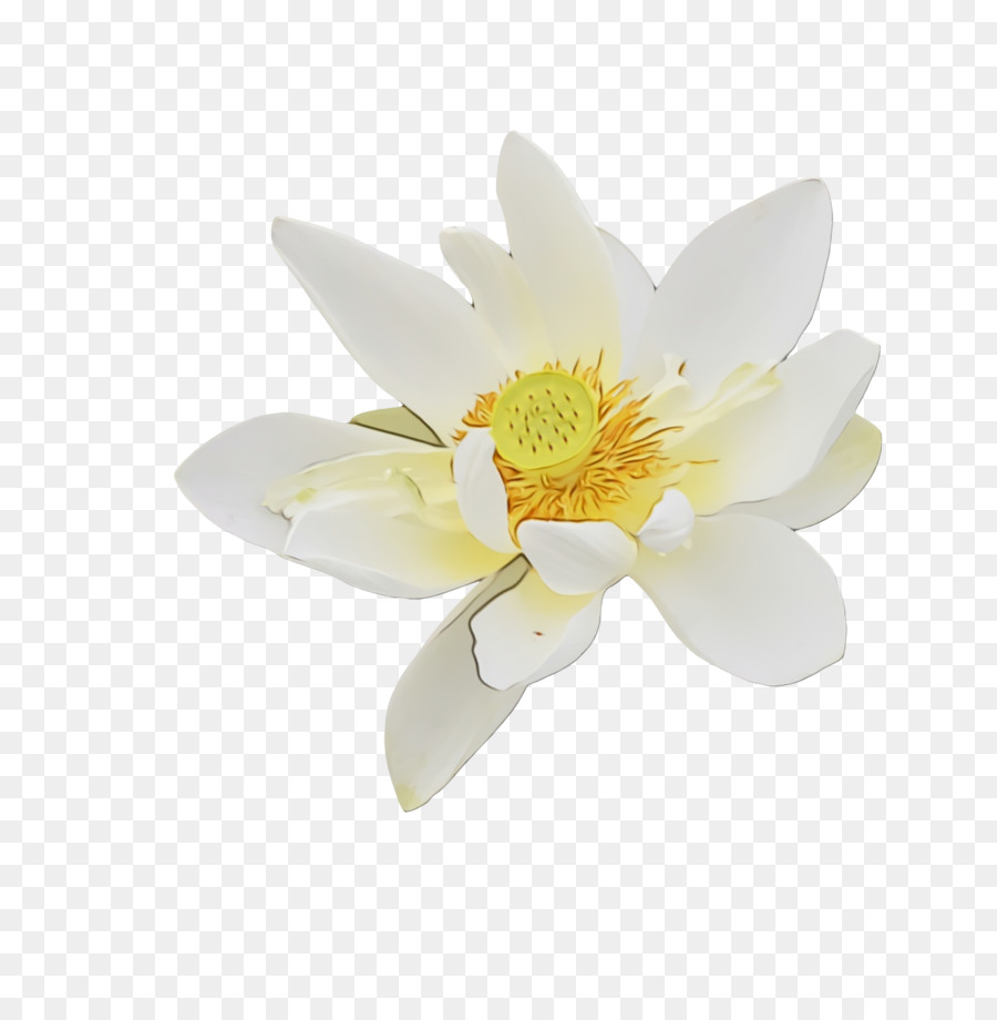 ดอกไม้，Magnolia ครอบครัว PNG