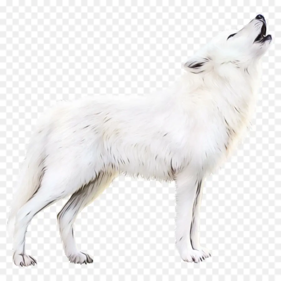 แคนาดา Eskimo หมา，สุนัขเลี้ยงแกะสวิสสีขาว PNG