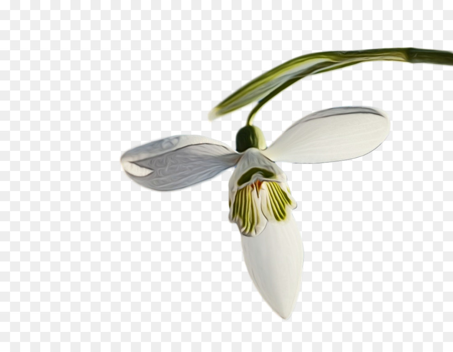 Snowdrop สีขาว，กลีบดอก PNG