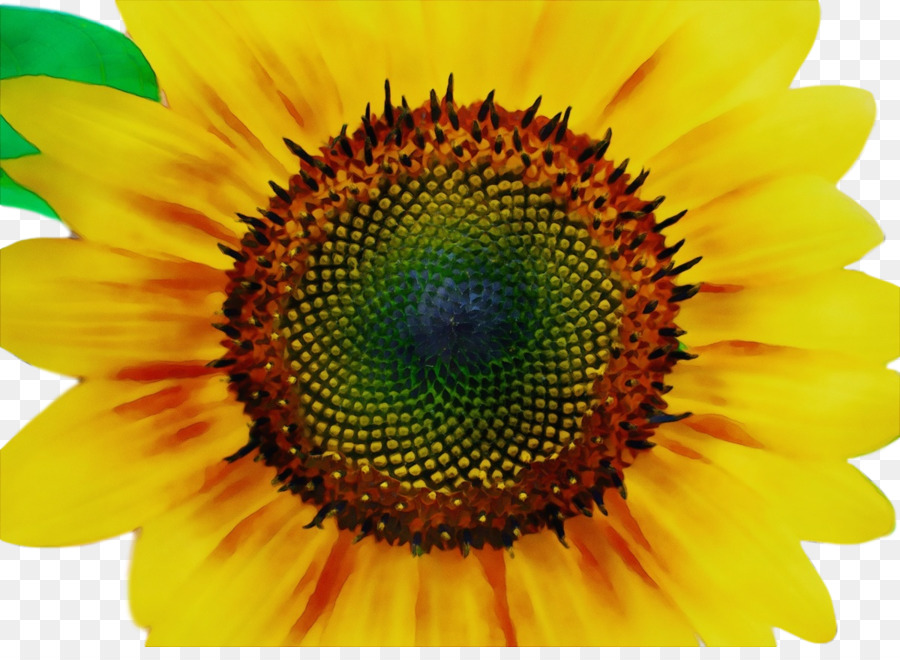 แต่มาตินจะไม่เขาเป็นอย่างนั้ครอบครัว，Sunflower เมล็ดพันธ์ PNG