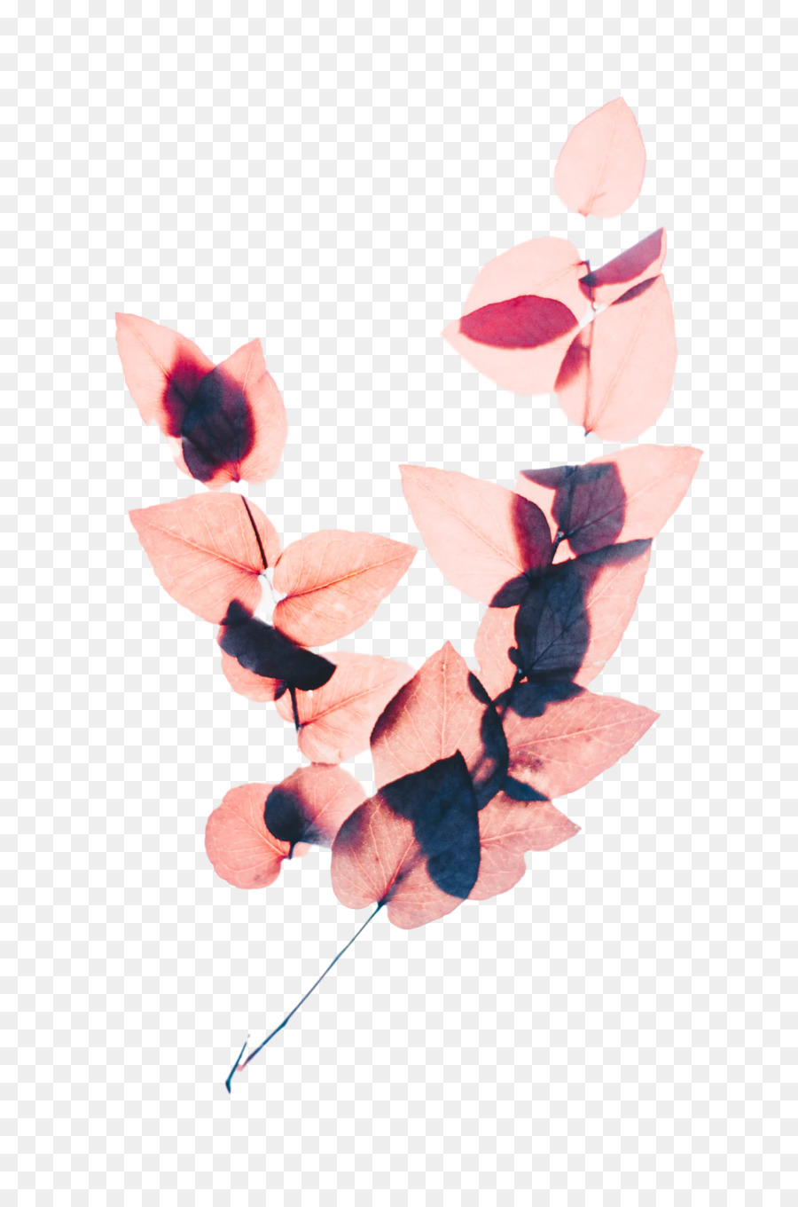 ดอกไม้，สี PNG