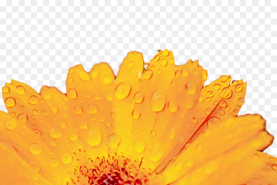 Transvaal Daisy，สีเหลือง PNG