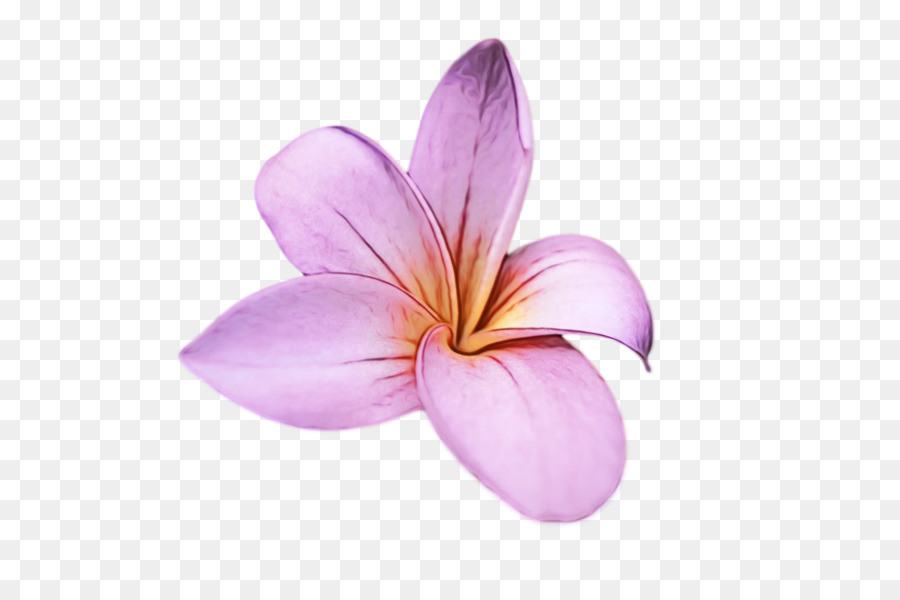 ดอกไม้，Lilac M PNG