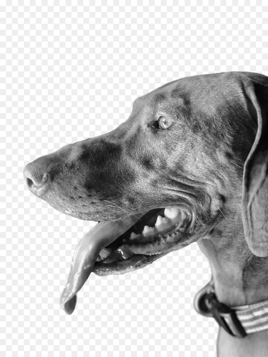 Weimaraner，จง PNG