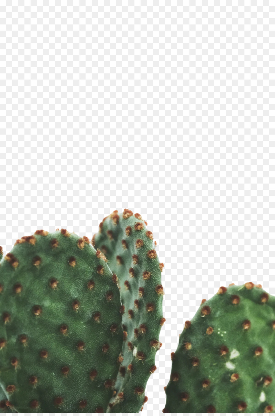 Nopalito，Nopal PNG