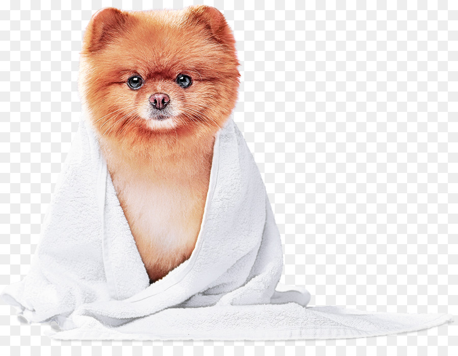 Pomeranian，เยอรมันสเปชหรอก PNG