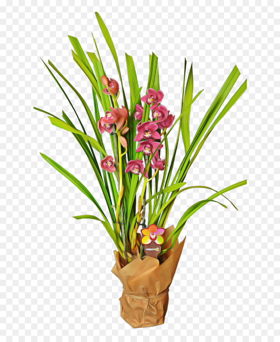 Cymbidium Ensifolium，ดอกกล้วยไม้มา PNG