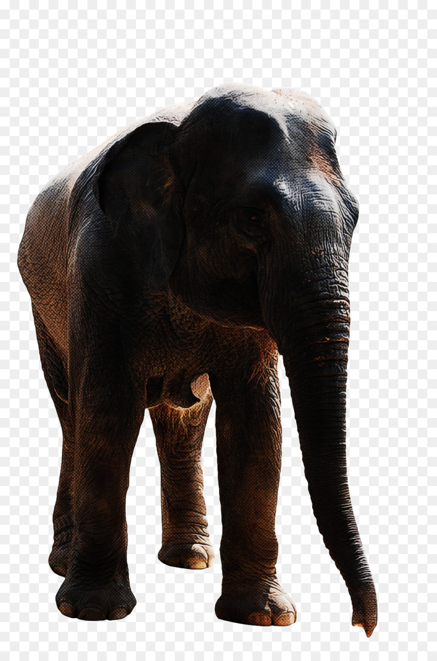 ช้างแอฟริกา，อินเดียนช้าง PNG