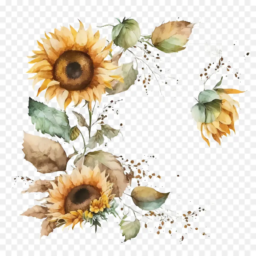 กรอบสีน้ำของดอกทานตะวัน，สี Sunflowers PNG