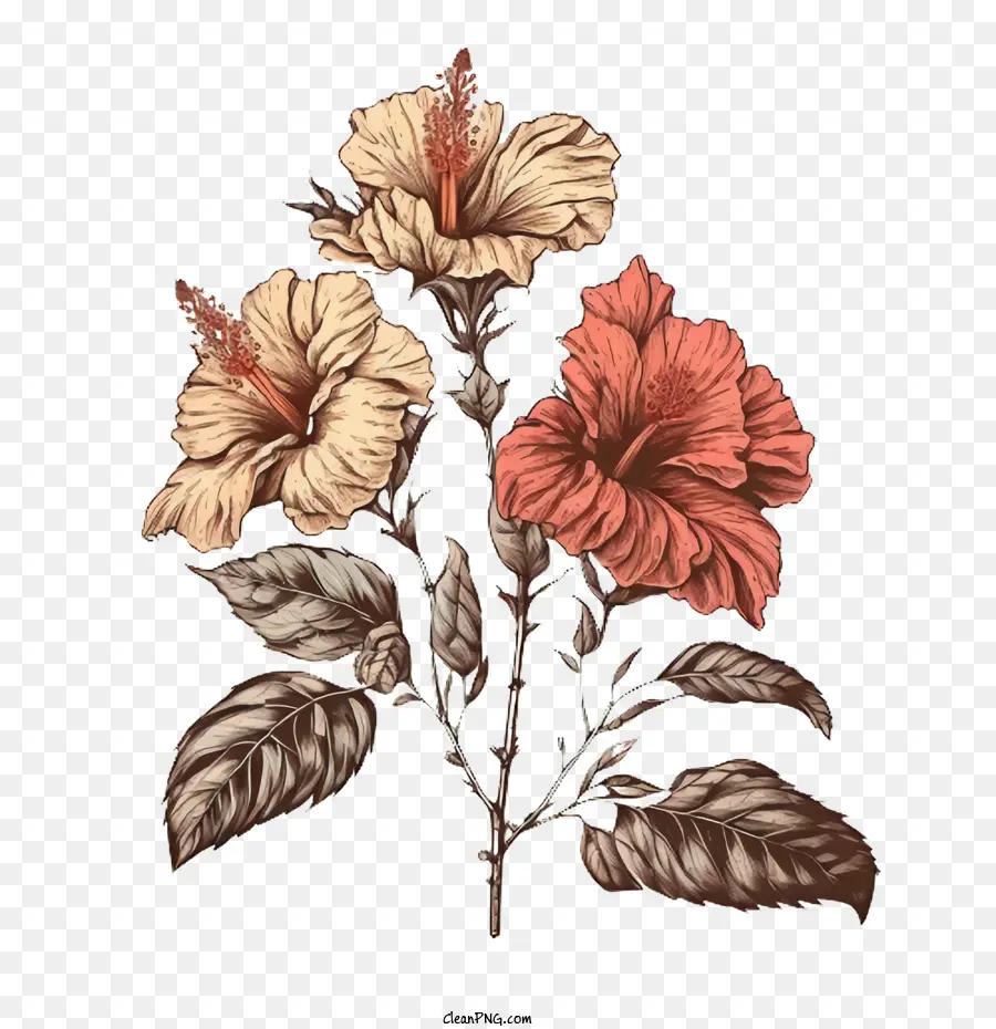 Hibiscus วาดด้วยมือ，ดอกชิบัส PNG