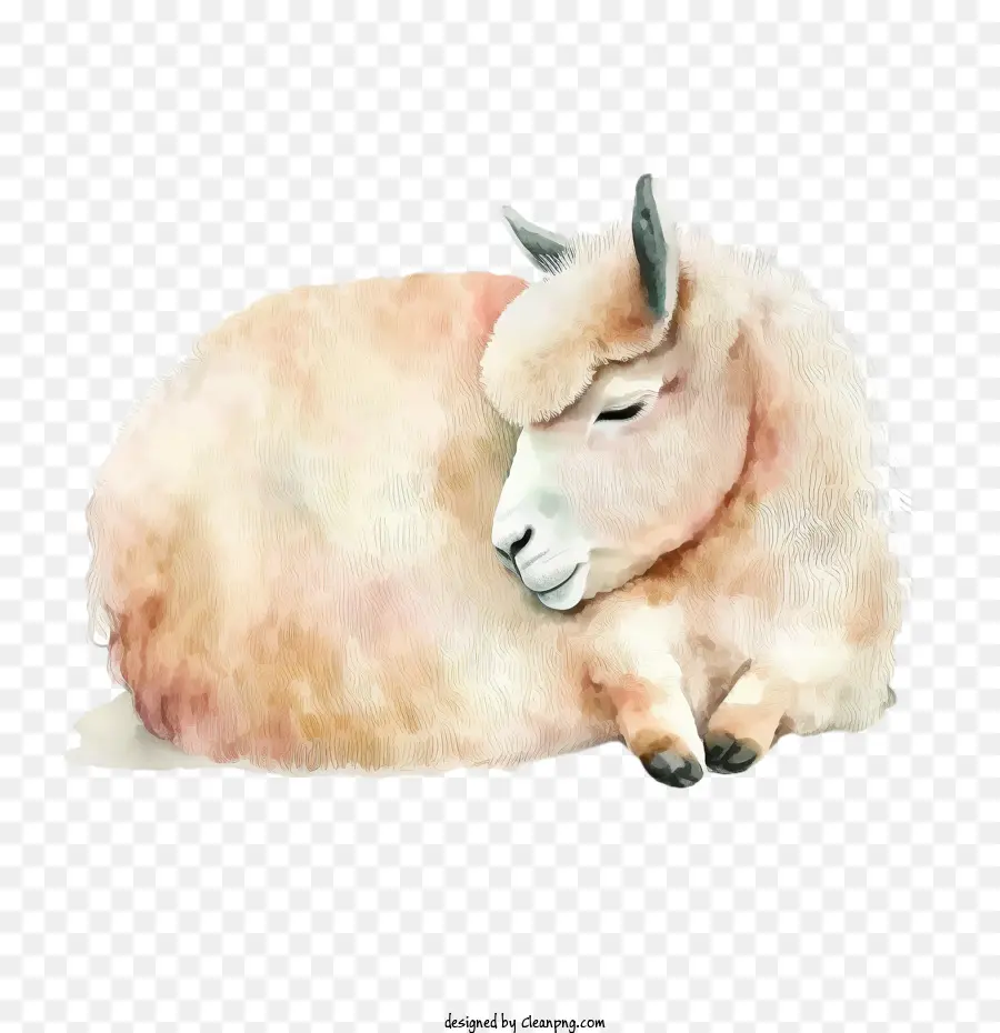 Llama สีน้ำ，แกะนอน PNG