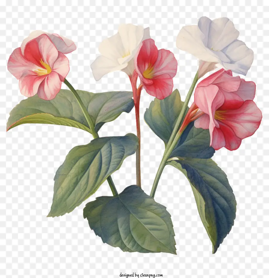 ดอกไม้ Impatiens，ดอกไม้สีน้ำ PNG