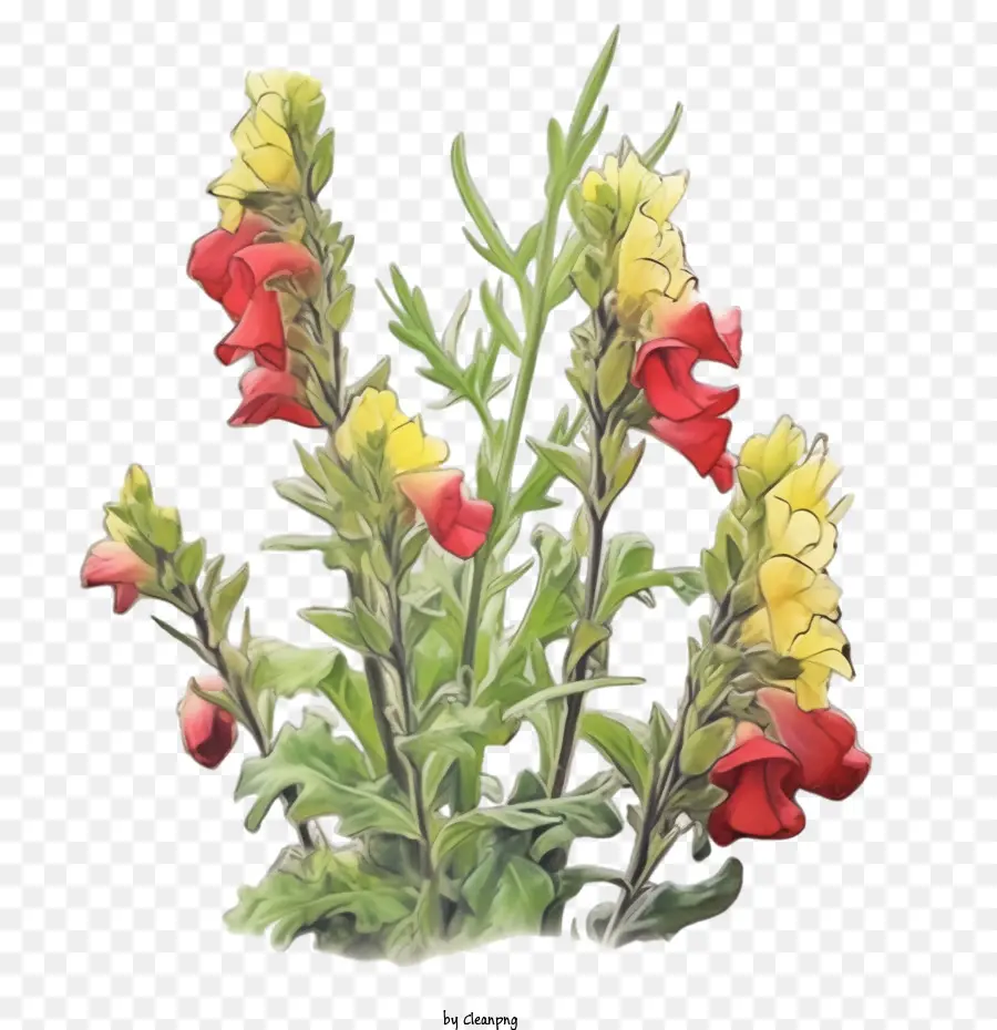 Snapdragon，ดอกไม้ Snapdragon PNG