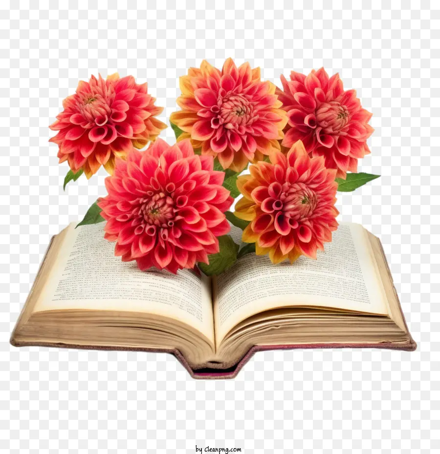 Dahlia，หนังสือเปิด PNG