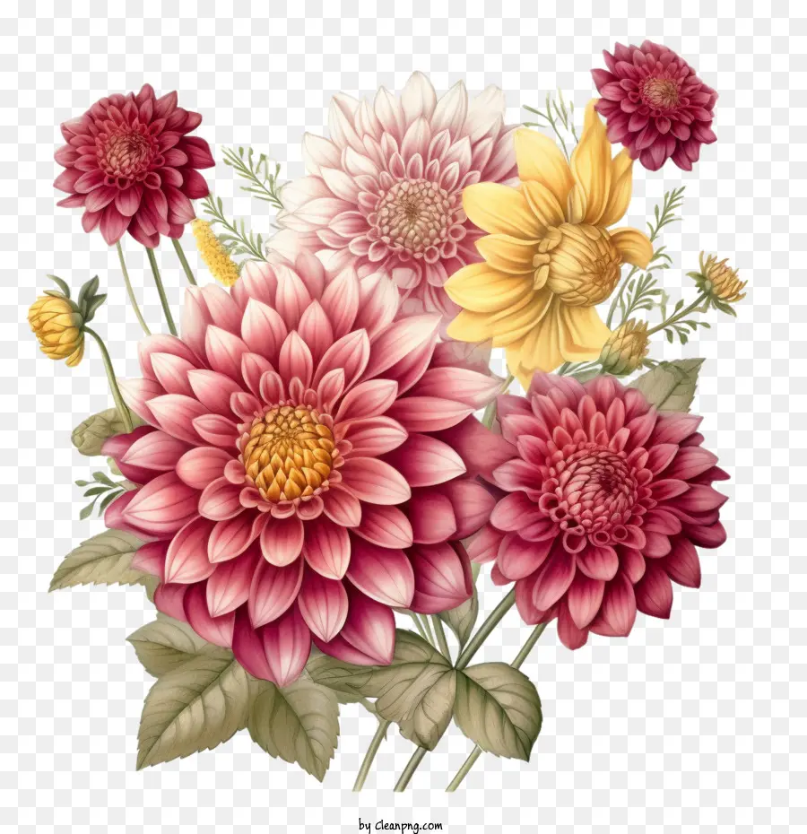 Dahlia，ดอกไม้ Dahlia PNG