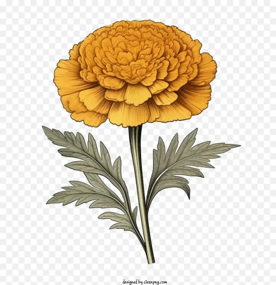 ดอกไม้ดอกดาวเรืองโบราณ，Marigold ดอกไม้ PNG