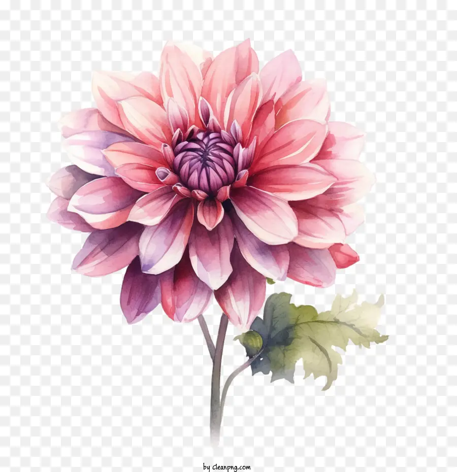 ดอกไม้ Dahlia，ดอกไม้สีชมพู PNG