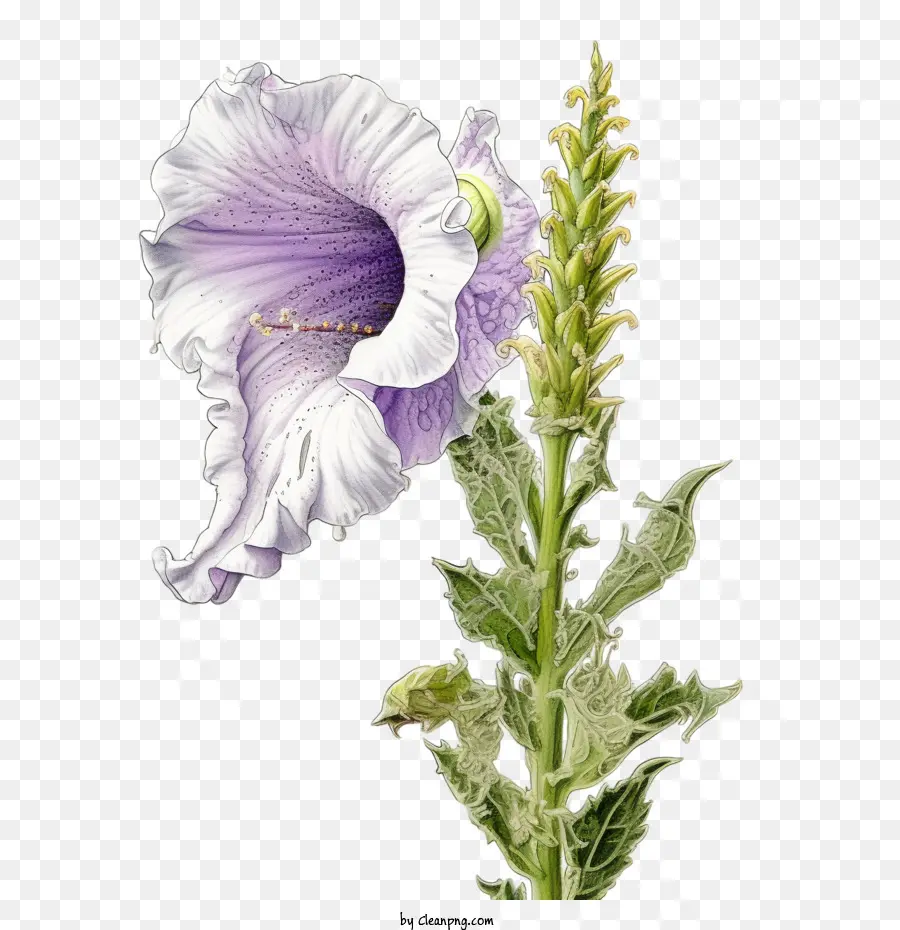 ดอกไม้ Foxglove，ดอกไม้สีชมพู PNG