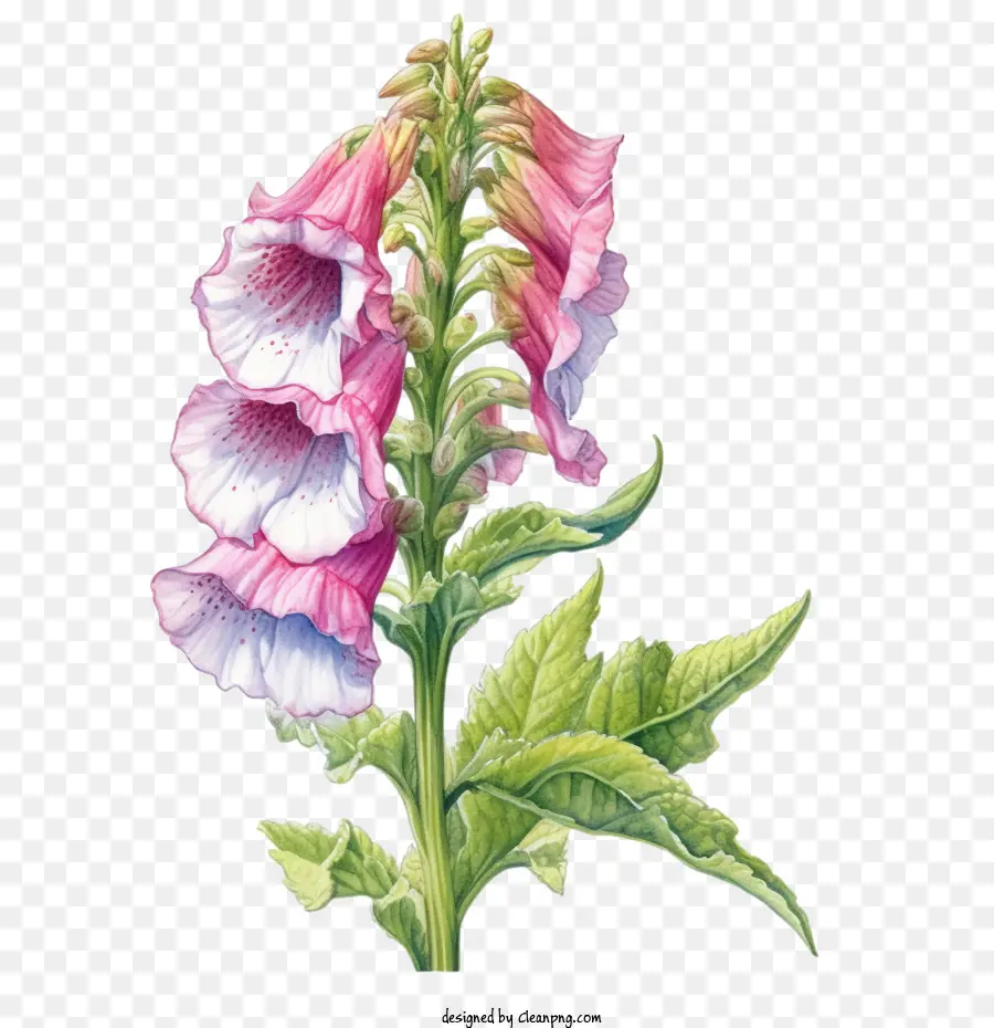 ดอกไม้ Foxglove，ดอกไม้ PNG