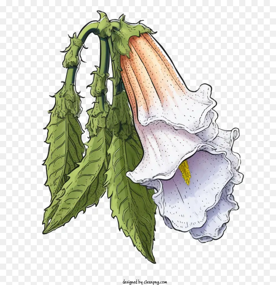 ดอกไม้ Foxglove，ดอกไม้ PNG